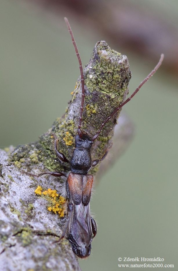 tesařík, Glaphyra kiesenwetteri (Mulsant & Rey, 1861), Ceambycidae (Brouci, Coleoptera)